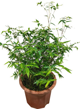 竹子植物米竹小盆栽凤尾竹室内观音竹水培苔玉澳洲风竹水养苔藓球
