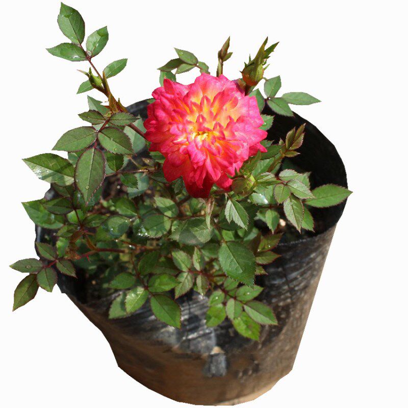 大苗浓香型开花庭院重瓣藤本月季