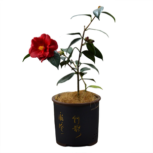 香奈儿红山茶花皇家天鹅绒盆栽小树苗稀有名贵品种福建龙岩高级感