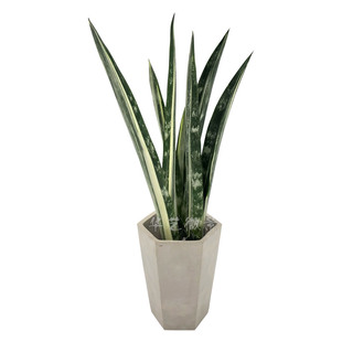 华艺微景 剑叶虎皮兰银玉虎皮兰虎尾兰线条多黑白相间非常好养