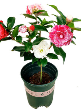 五色赤丹茶花盆栽树苗多色好养