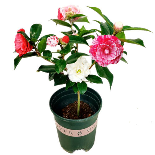 五色赤丹茶花盆栽白底 带花苞室内植物 阳台花卉庭院绿植大棵精选