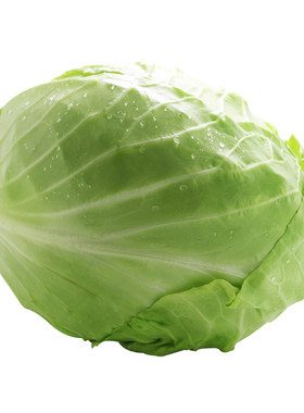 密农人家 新鲜圆白菜500g 绿甘蓝卷心菜 时令农家叶菜蔬菜