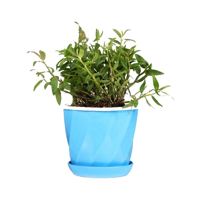 正宗霍山3年绿植鲜条铁皮石斛苗