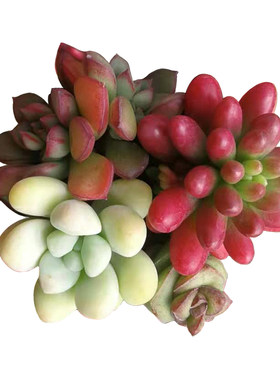 海蒂的花园多肉植物组合便宜好养
