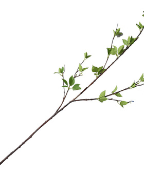 仿真万年青嫩芽绿植藤条绿叶藤蔓