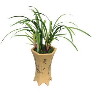 建兰铭品红花兰花苗建兰四季兰 市长红 绿植花卉兰花盆栽室内