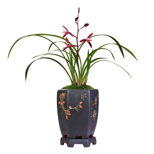 原图原颗实物带芽发货 兰花苗建兰高档色花 墨宝夏带花苞出售好养