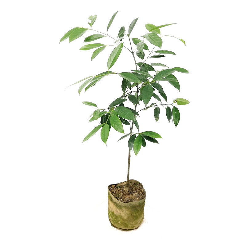 广西岭南山竹子 竹节子果 罗檬果树种子/种苗
