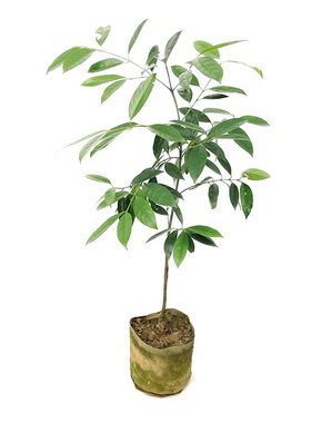 广西岭南山竹子 竹节子果 罗檬树竹节果树泰国山竹常绿果苗树苗