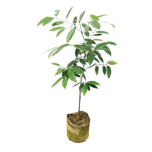 广西岭南山竹子 竹节子果 罗檬树竹节果树泰国山竹常绿果苗树苗