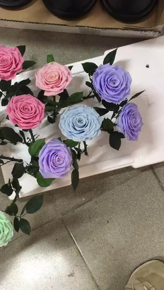 Bunga Mawar Asli Awet Awet Diawetkan Kubah Kaca Bunga 17 21cm Buy Diawetkan Bunga Dalam Kaca Bunga Kaca Kubah Mawar Abadi Di Kaca Product on