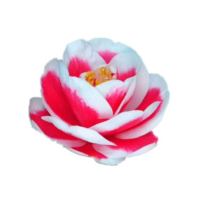 【友之浦】茶花苗盆栽玉之浦山茶花太阳茶花苗花卉阳台窗台庭