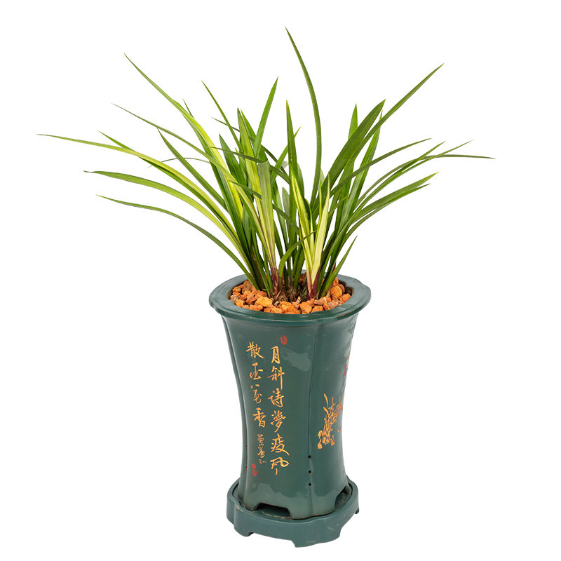 兰花建兰绿鸟嘴墨兰植物绿植盆栽