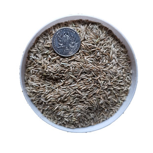 牧草种子养殖四季牛草羊草猪鸡鸭鹅鱼草籽甜象草高丹草菊苣多年生