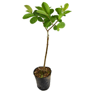 番石榴果苗台湾西瓜芭乐树苗红心果树苗嫁接早产当年四季结果带土