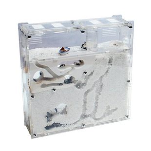 2020蚂蚁工坊 送蚂蚁活体蚁后 蚂蚁城堡沙巢沙堡 养蚂蚁宠物蚁巢