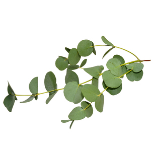 花缘咸菜进口观赏香草种子尤加利*蓝宝贝/银水滴/银元/露珠*5粒