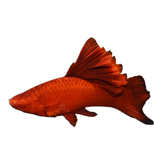 红剑鱼 高帆朱砂高鳍红箭红剑菊花狼牙帆剑鱼红玛丽胎生鱼剑鱼