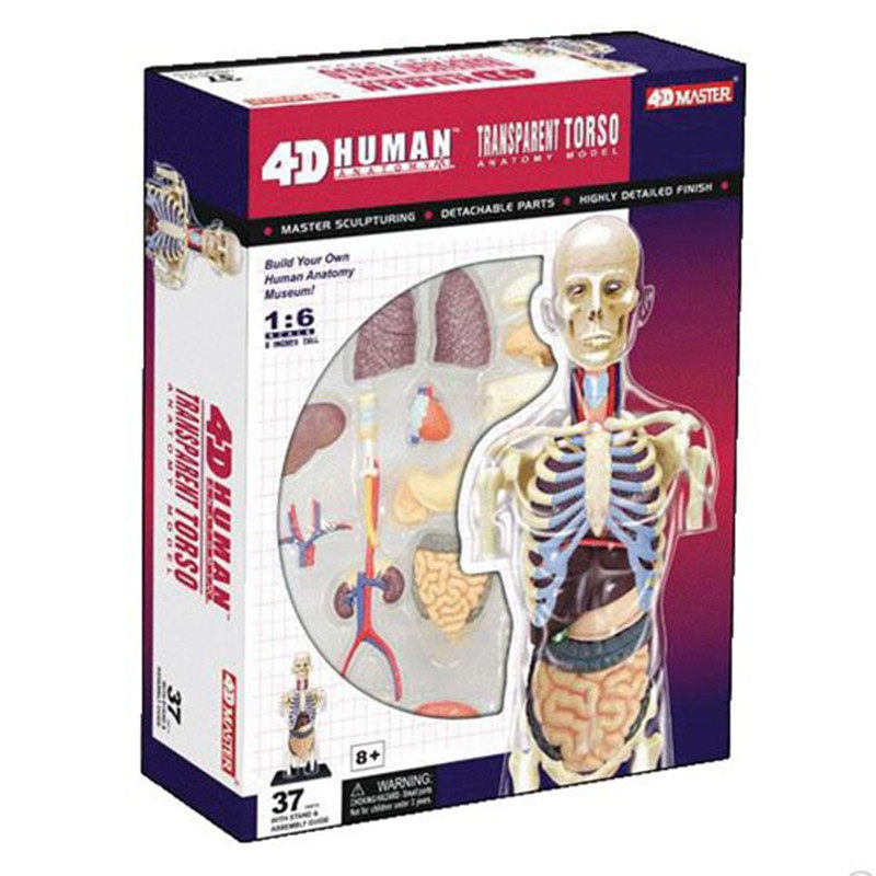 4D Master人体构造器官拼装透明躯干内脏骨骼结构解剖模型教玩具