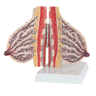 哺乳期女性乳房解剖模型静止期胸部结构模具乳腺病变病理剖面教具