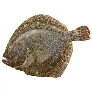 多宝鱼鲜活野生新鲜石斑鱼比目鱼花岗鱼江鱼深海鱼连云港海鲜水产