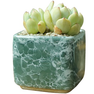 简约北欧可爱创意多肉花盆陶瓷个性法师盆粗陶清新韩式小方盆清仓