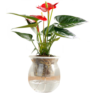 水培粉掌红掌白掌+玻璃花瓶室内观花绿植盆栽常绿水养绿色植物