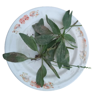 车前草新鲜山东省现挖带根带籽整株中药材药5斤牛舌头草顺丰包邮