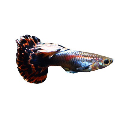 耳朵泰国入门级孔雀鱼