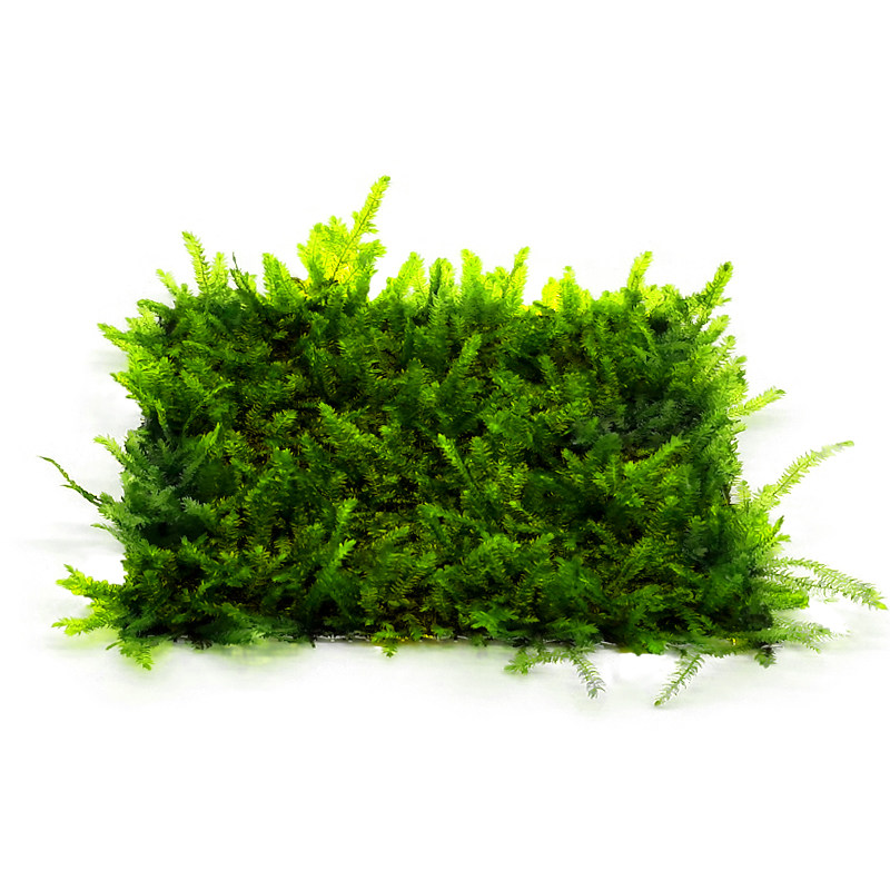 三角珊瑚松茸美凤火焰散装水草