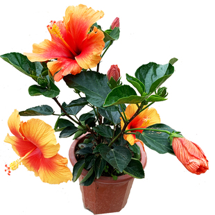 朱槿盆栽单瓣带花苞四季开花大红花苗 进口扶桑花苗 耐热多色花