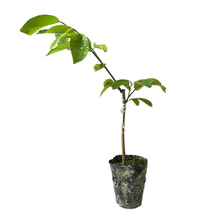 台湾凤梨释迦果树苗佛陀果番荔枝苗嫁接水果盆栽庭院当年结果带土