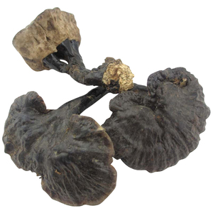 野生紫灵芝云南香格里拉纯天然紫灵芝野生黑灵芝深山整枝灵芝250g