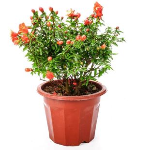 观花观果石榴树花盆栽日本翠叶石榴盆景庭院阳台四季开花花卉植物