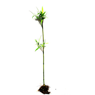 野生竹笋苗小春笋苗种植麻竹子苗庭院造景小竹笋苗栽培竹子苗