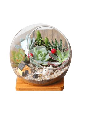 diy黄丽桌面微景观盆栽多肉植物