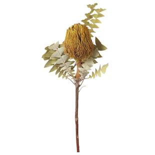 球形班克木进口干花真花北欧轻奢天然复古森系永生花橱窗装饰摆件