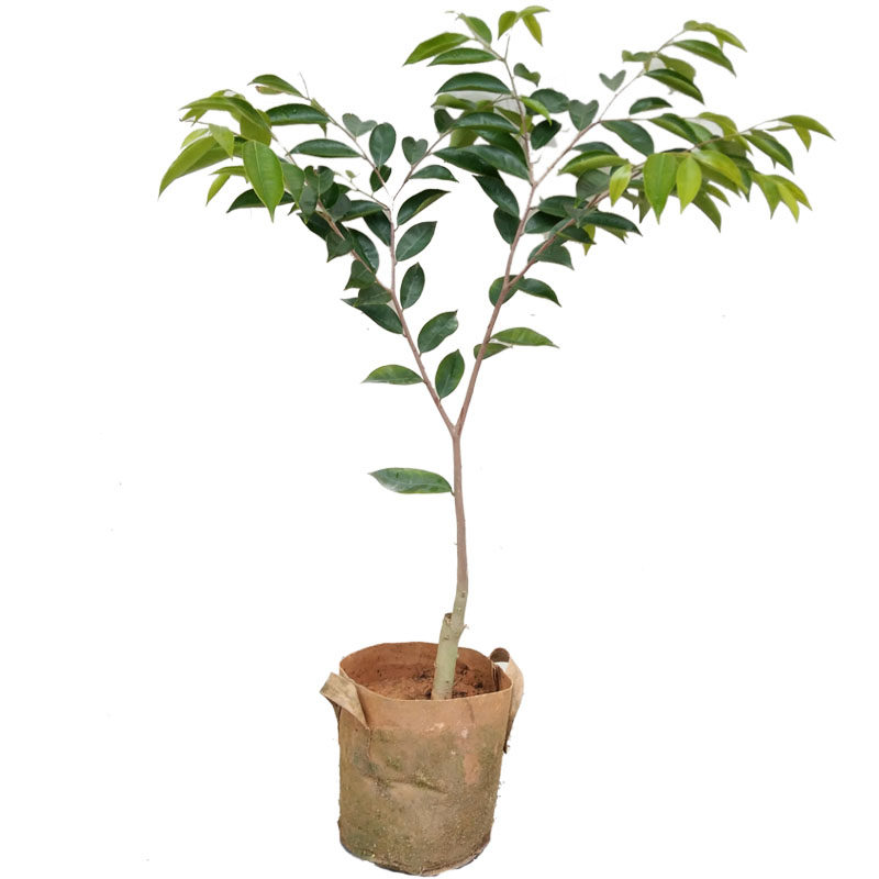 奇楠名贵植物盆栽树苗