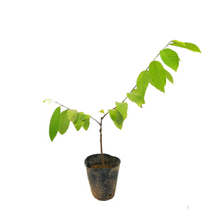 台湾凤梨释迦果苗树泰国大目释迦摩尼果树果苗嫁接苗特大号