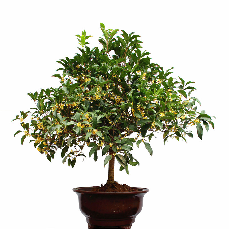 包邮嫁接盆栽四季桂桂花树苗