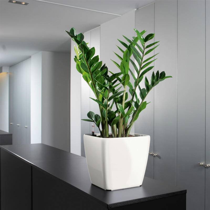 莱之秀懒人花盆自动吸水双层结构储水方形塑料无孔不漏水桌面小号