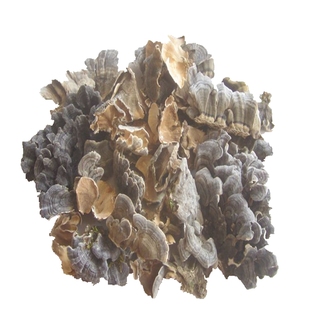 精选长白山野生云芝整枝火鸡尾巴瓦菌灰芝千层蘑免费打粉500g包邮