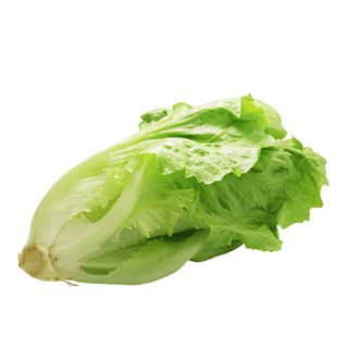 密农人家 密云农家叶生菜300g 新鲜直立生菜 奶油生菜 新鲜蔬菜