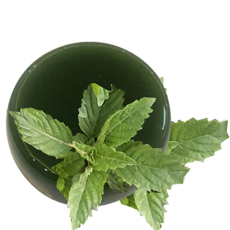 三斤包邮新鲜凉粉草神仙人龟灵膏 冻草绿凉粉自制作原料送碱送方