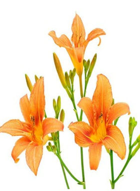 新品黄花菜种苗红色花朵金针菜