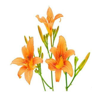 新品黄花菜种苗红色超大花朵黄花菜根黄花菜金针菜苗现挖现卖限量