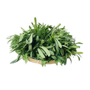 面条菜新鲜时令野生羊蹄颗山东农家当季特产柳叶菜蒸野菜现挖现发