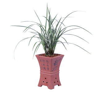 兰花 皎月 春兰高档名品 浓香金边线艺兰花苗花季带花苞出售绿植