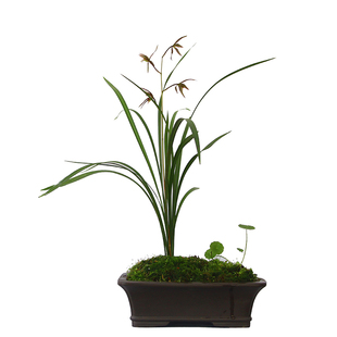 细叶寒兰连城兰花兰草盆景盆栽土绿植兰带草植物花苞易养活办公室